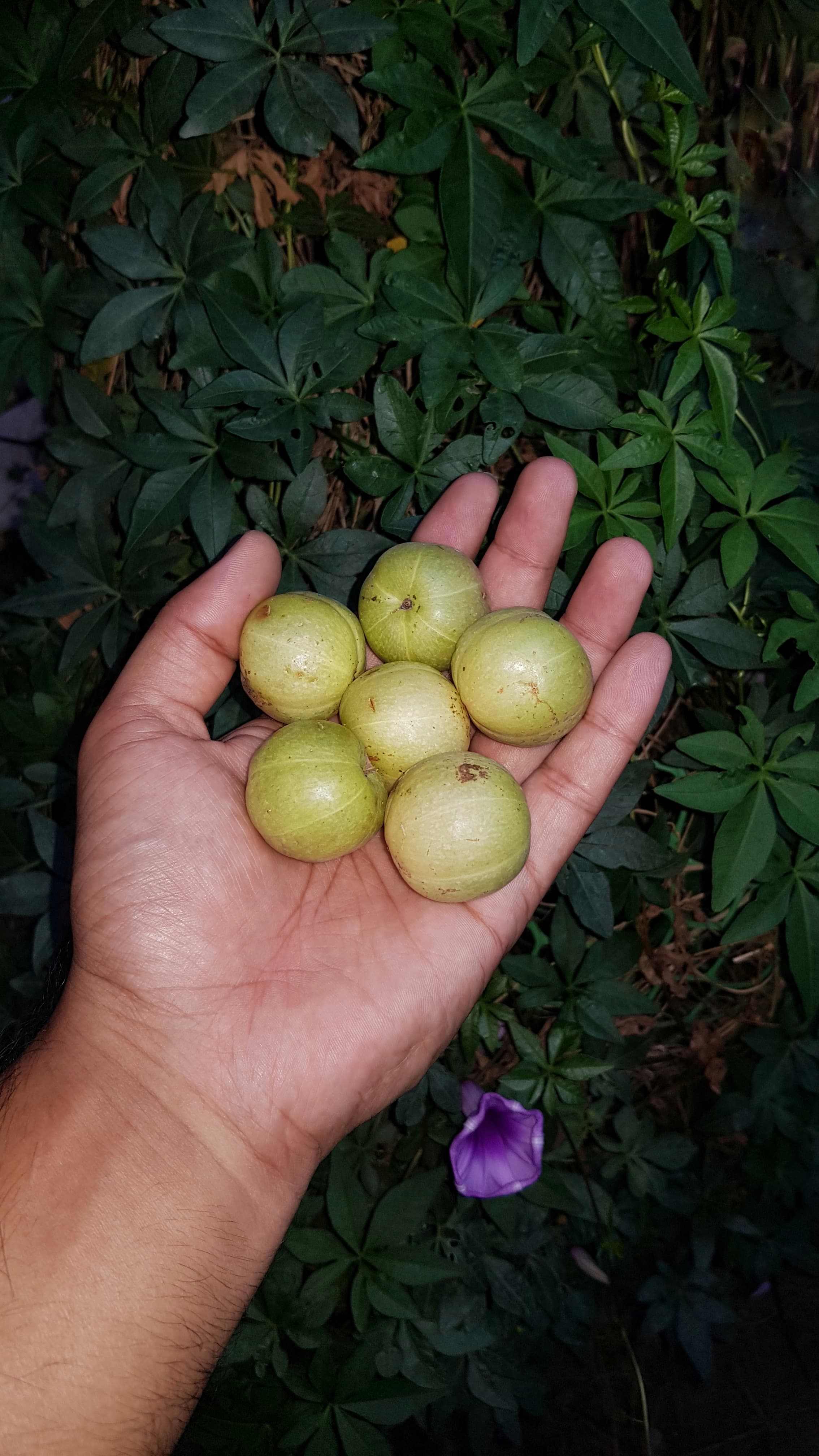 Himalayan Amla