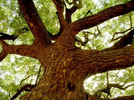 Pure Neem
